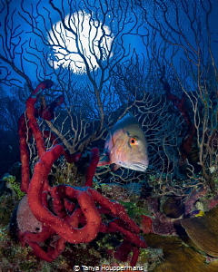 'Into The Woods' - A mutton snapper swims through the cor... by Tanya Houppermans 
